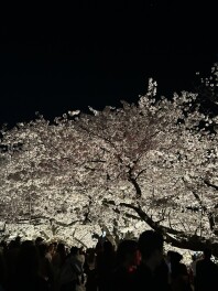 夜桜に癒されてきました・・・(^.^)♡